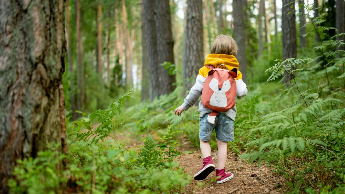 Tanösvények Budapest környékén, ahol egy gyerek sétál az erdőben.