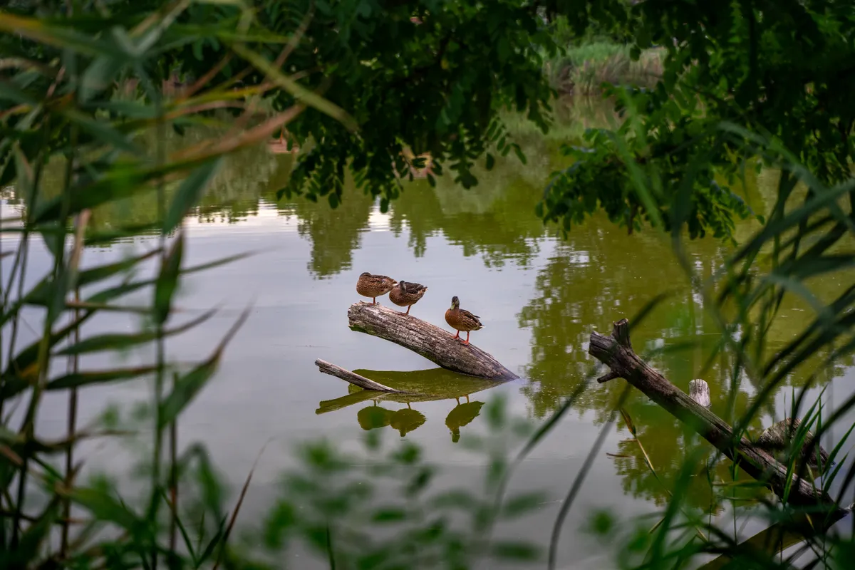 Tanösvények Budapest környékén, Dunakeszin.