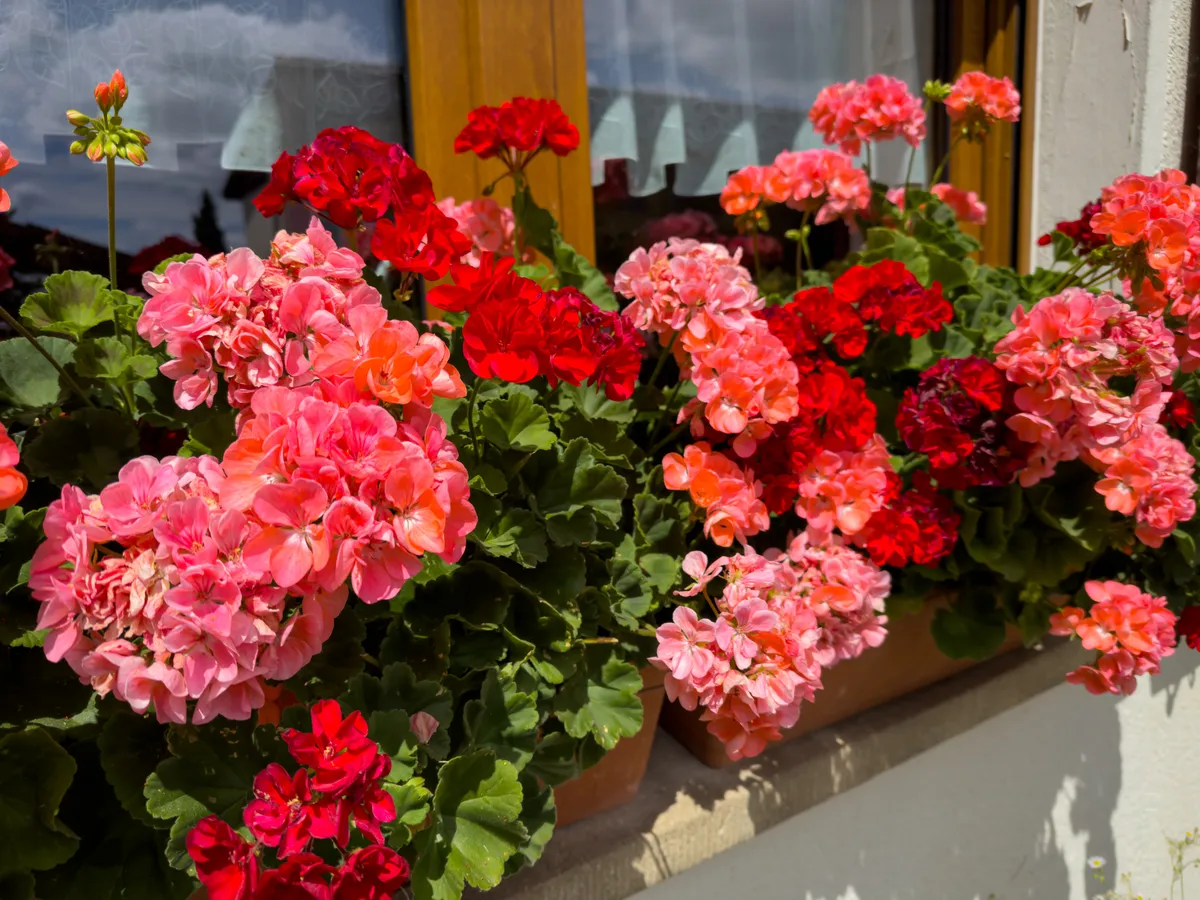 Harcolj a liszteske ellen, hogy szépen virágozzanak a muskátlik.