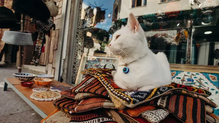 Ezért Isztambul macskái a világ legboldogabbjai