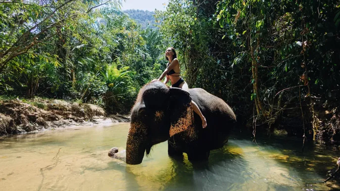 Leszedált tigrisek, erőszakkal betört elefántok: íme a vadállatos szelfik mögött rejtőző kegyetlen valóság