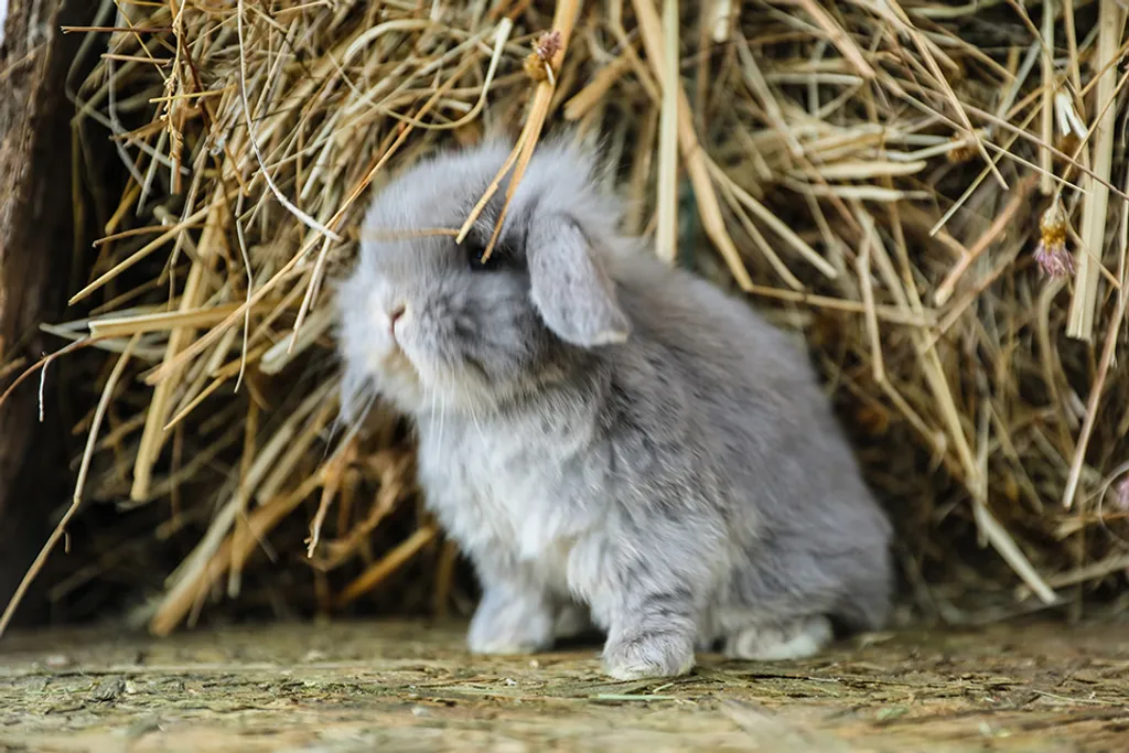 így készüljünk a húsvéti nyuszi fogadására címmel cikk jelent meg a Dunaújvárosi Hírlap Életmódi rovatában. Ehhez készült illusztráció nyulakról