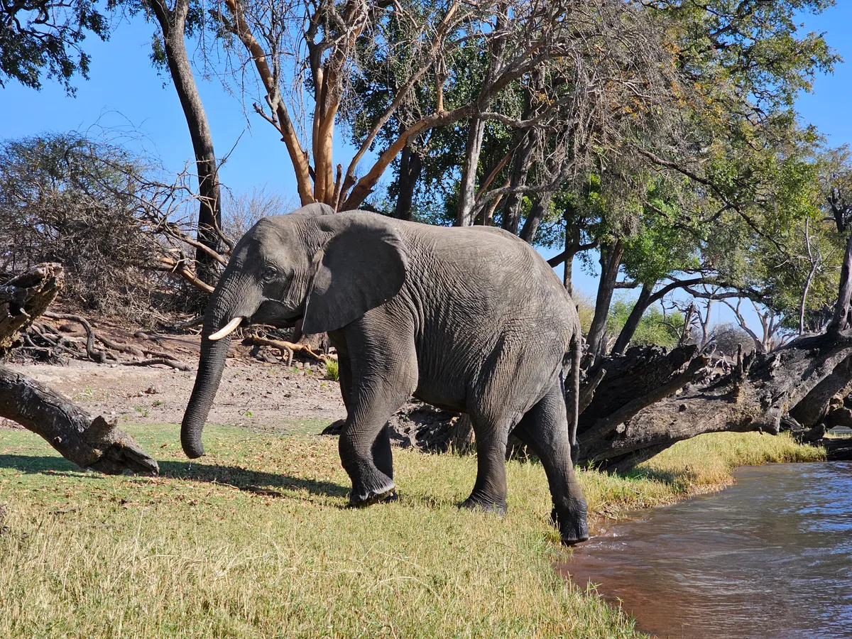 Vízparton álló elefánt, háttal a folyónak. 