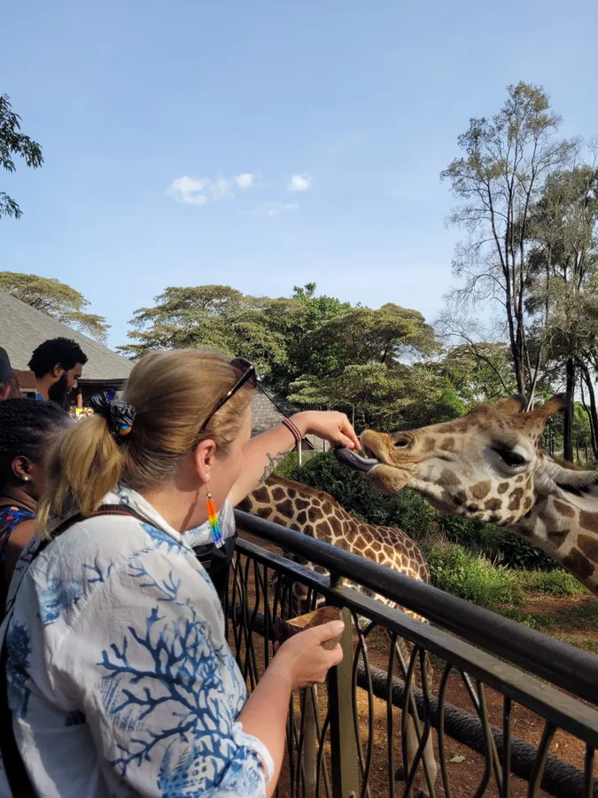 Benyó Rita zsiráfokat etet.