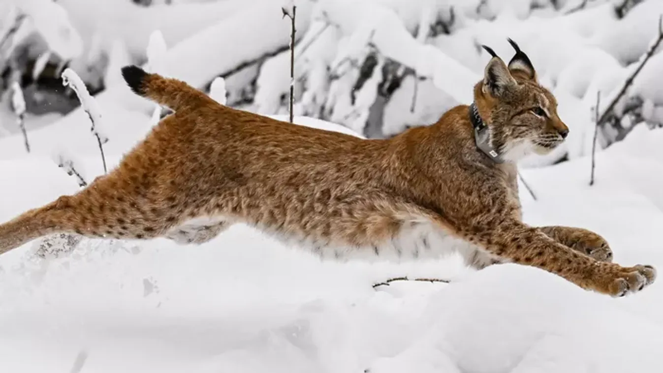 Veszett vadmacska támadt rá két emberre és több kutyára – súlyosan megsérültek