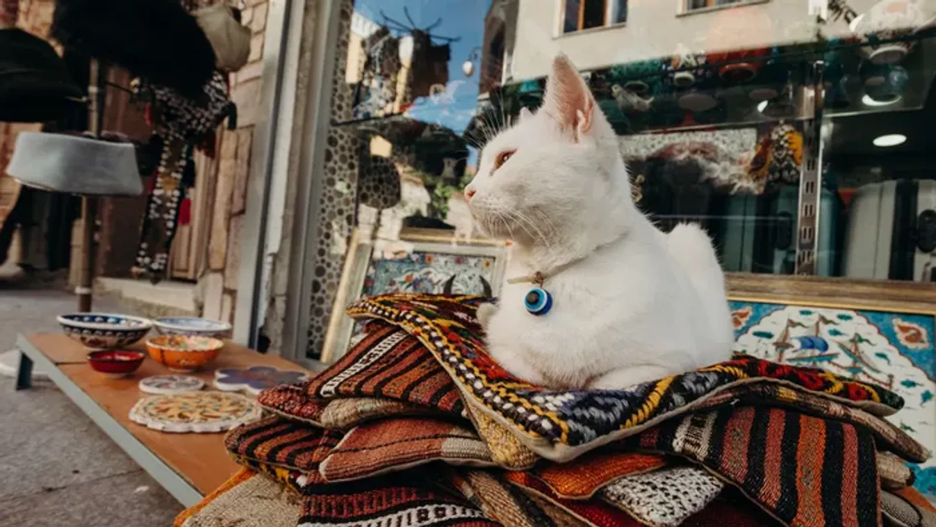 Isztambul, a macskák birodalma: a metropolisz, ahol az emberek és cicák harmonikusan együtt élnek