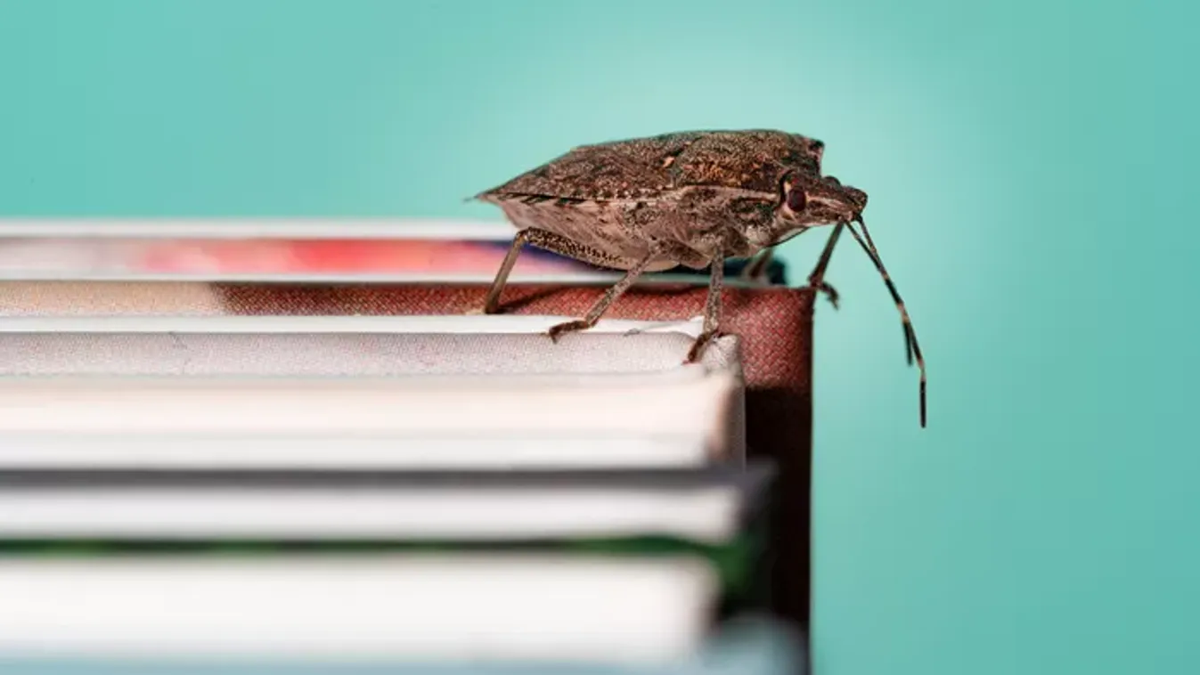 Hamarosan indul az invázió – Ezek a filléres trükkök a leghatékonyabbak a poloskák ellen