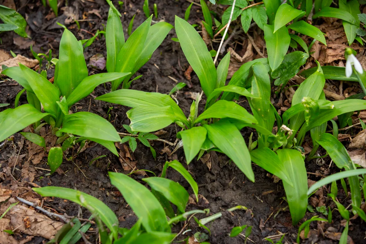 Gyöngyvirág mérgezés gyakori, mert a medvehagyma leveleire hasonlít