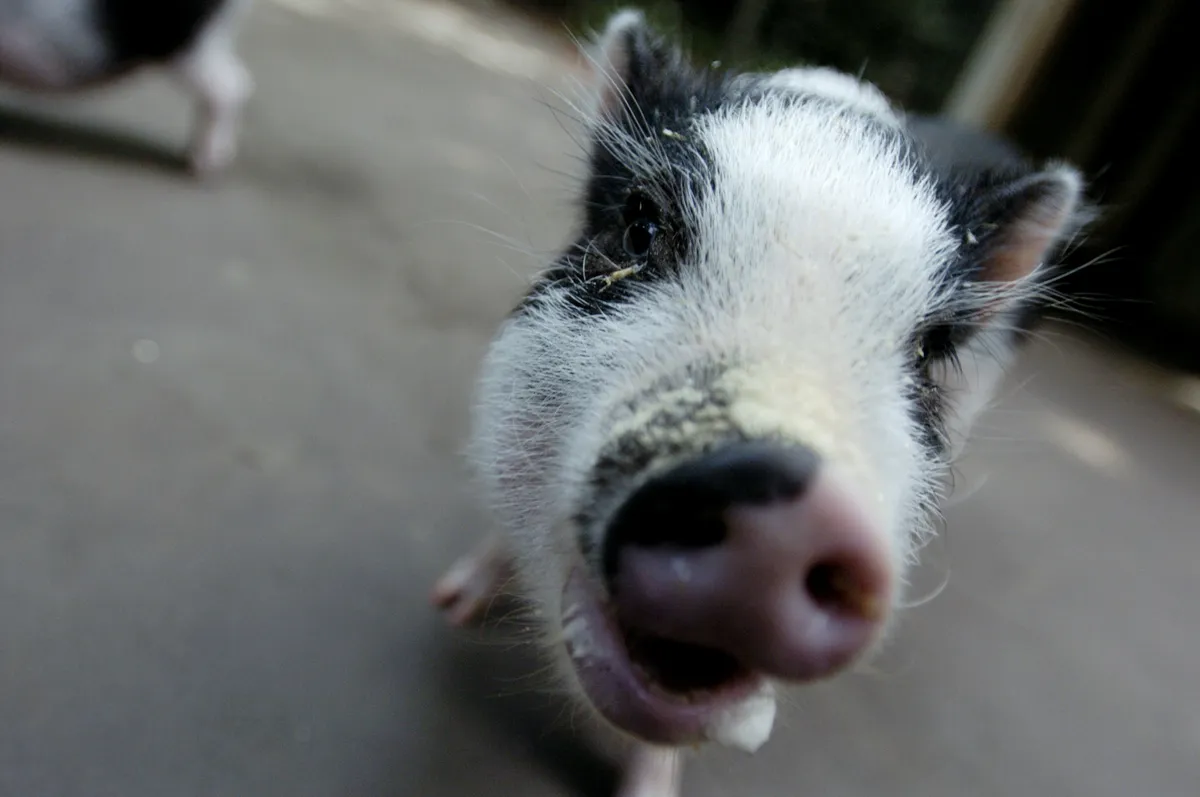 Viátnámi tötpe malac, tesztünk témája
