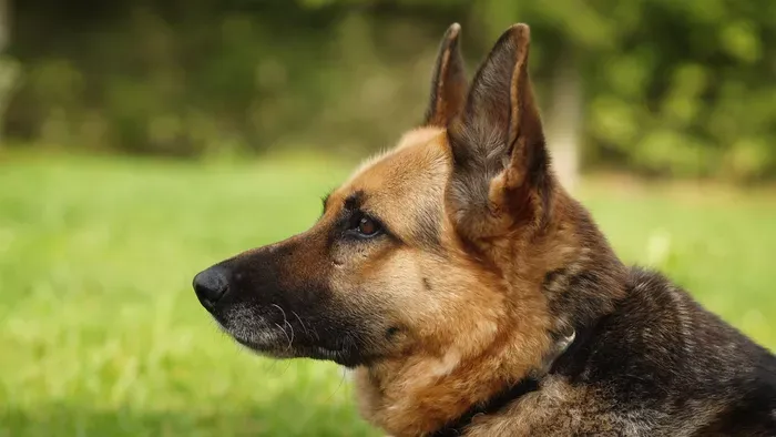 Szörnyű kutyatámadás: arcán harapta meg a kislányt egy eb