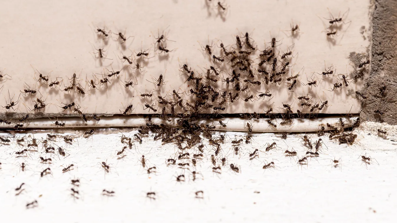 Már most érdemes lépni a hangyák ellen – ezek a módszerek segíthetnek