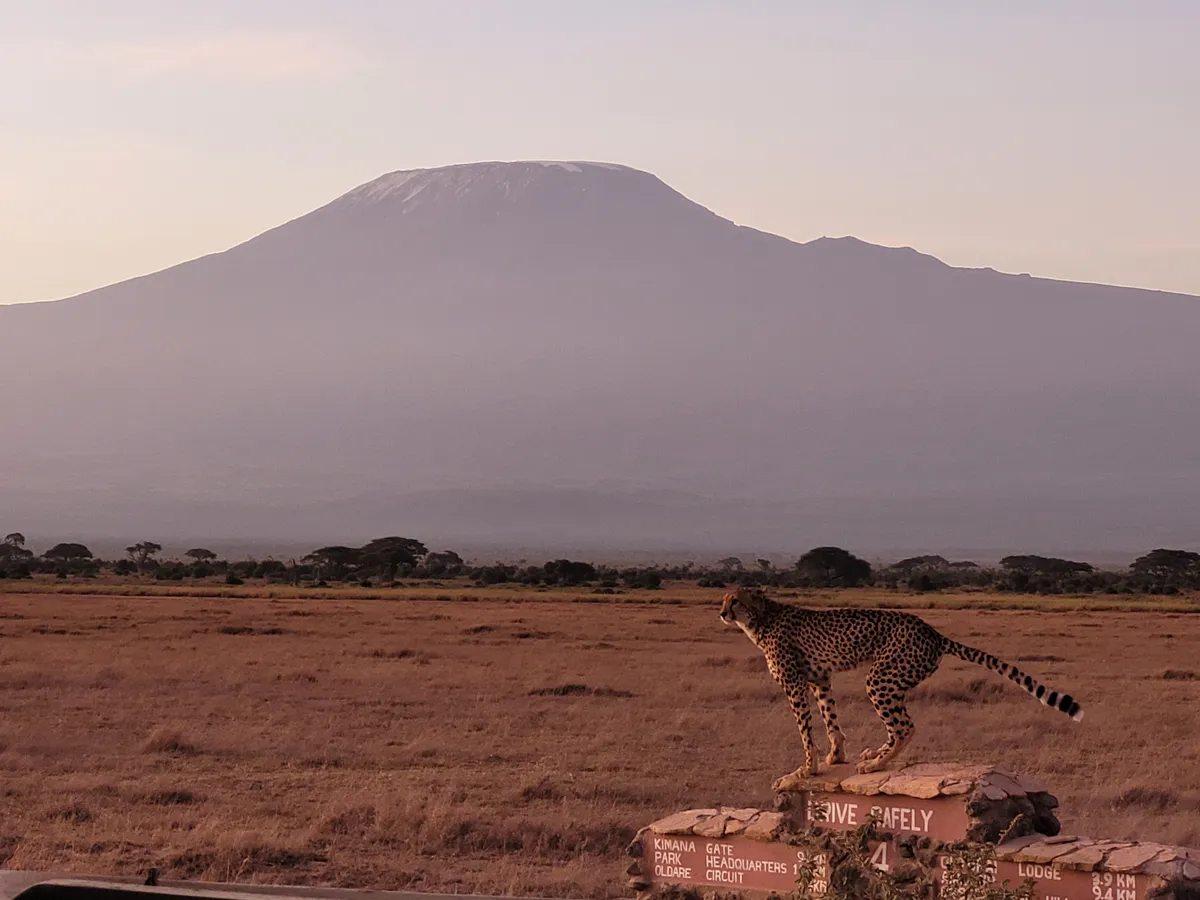 gepárd az Amboseli Nemzeti Parkban, háttérben a Kiliandzsáóval.