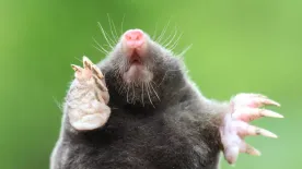 Így űzzük el a kertből a vakondot – a szakértő válaszol