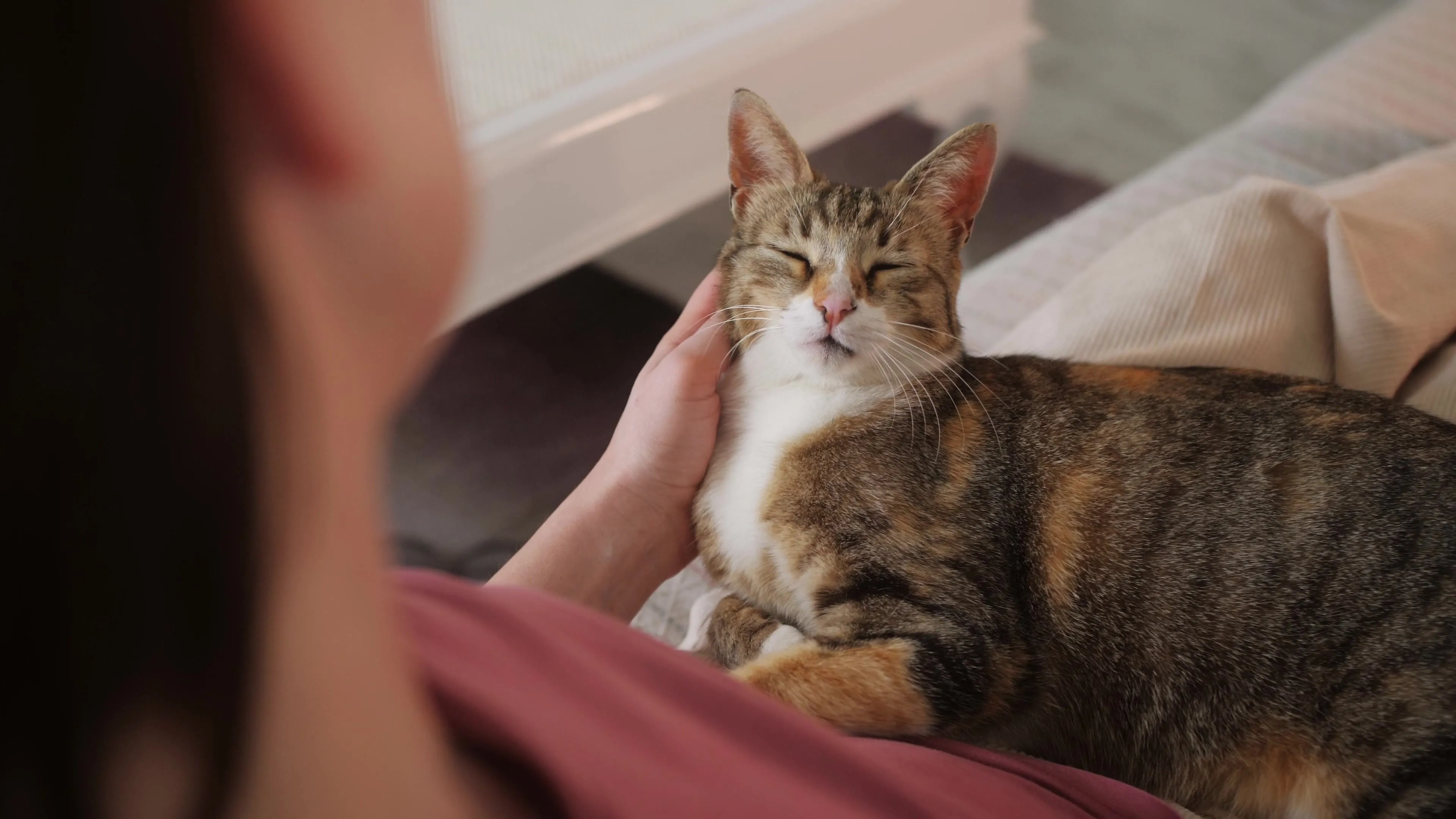 Kvíz kérdést ábrázoló kép