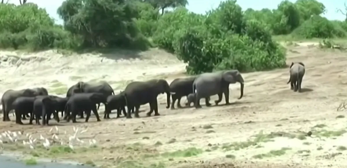 Az elefántok élettere is egyre szűkül, miközben az embereknek több termőföldre van szükségük.