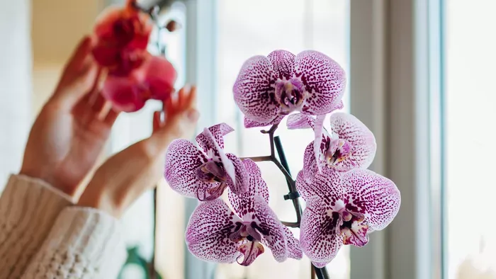Orchidea: így vágd vissza virágzás után, hogy újra kihajtson