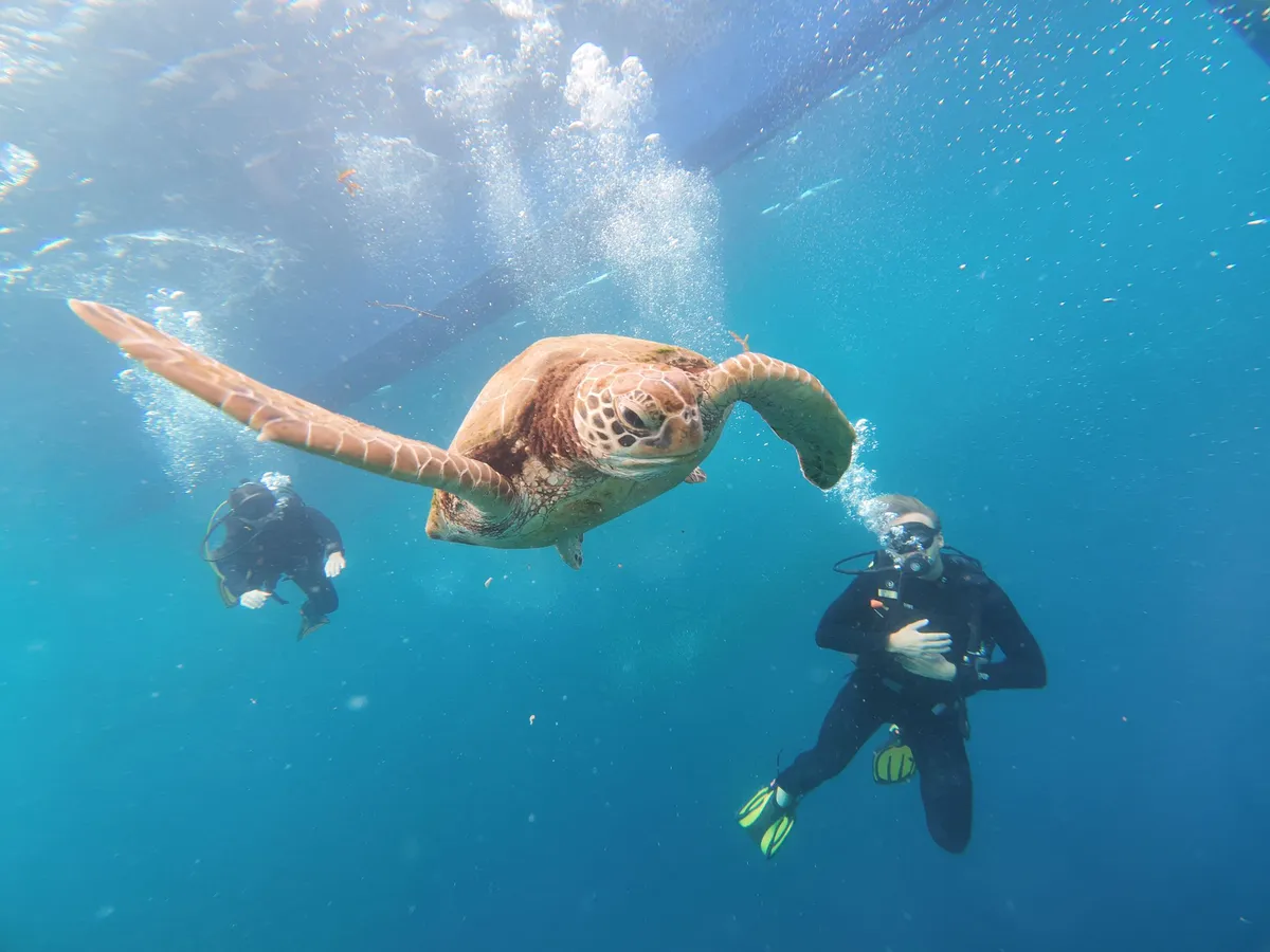 Ignácz Gergő és barátnője Délkelet-Ázsia vizeiben is merült, ahol teknőssel is úsztak.