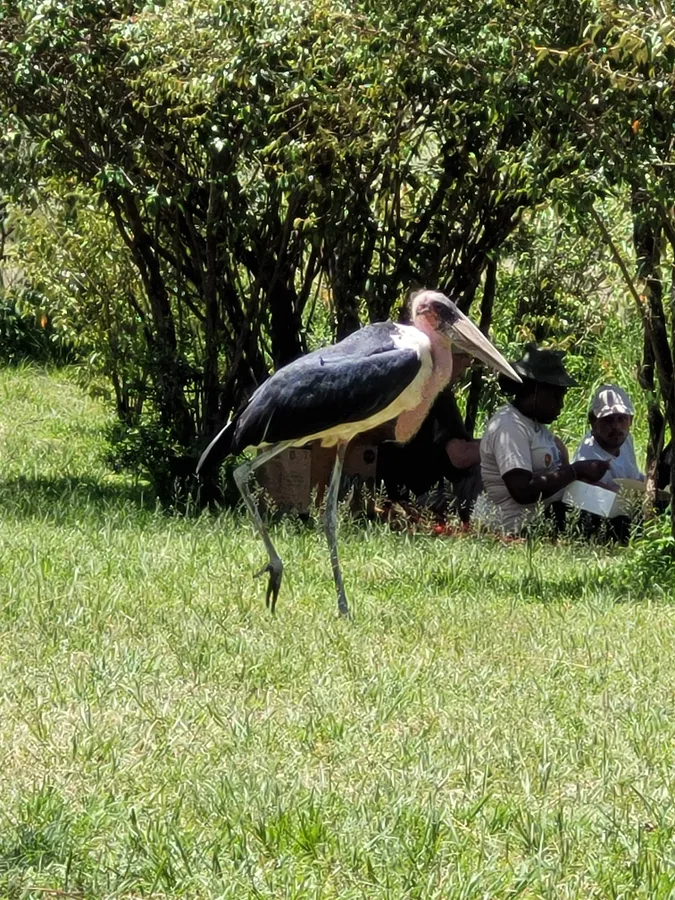 Afikai marabu Kenyában.
