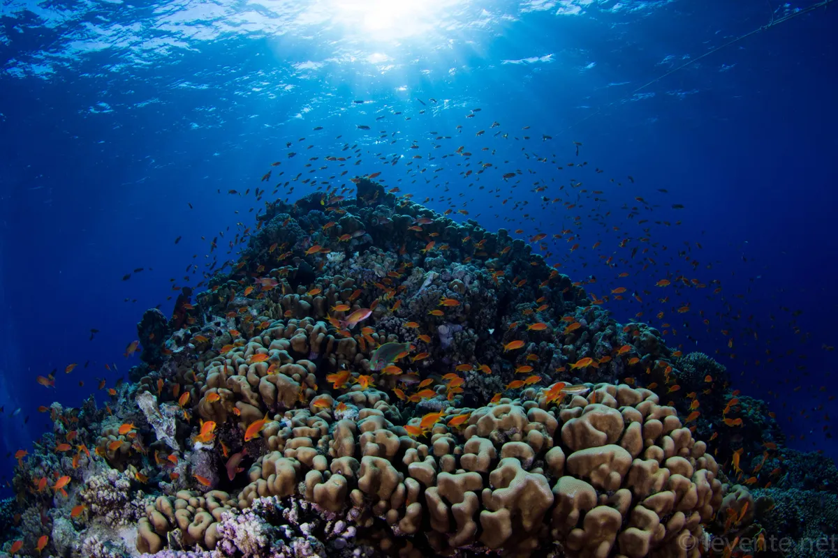 Színes koralltömb halakkal