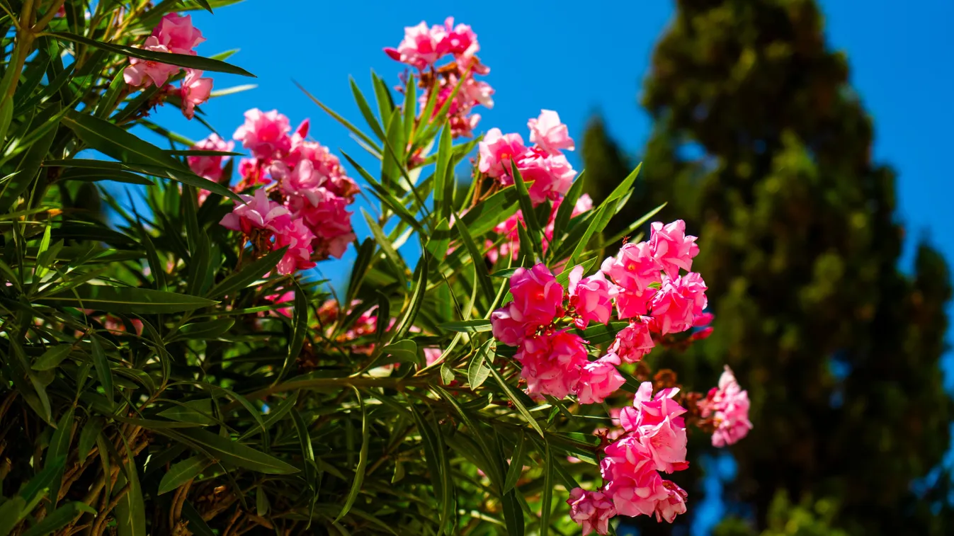 Milyen földet szeret a leander?