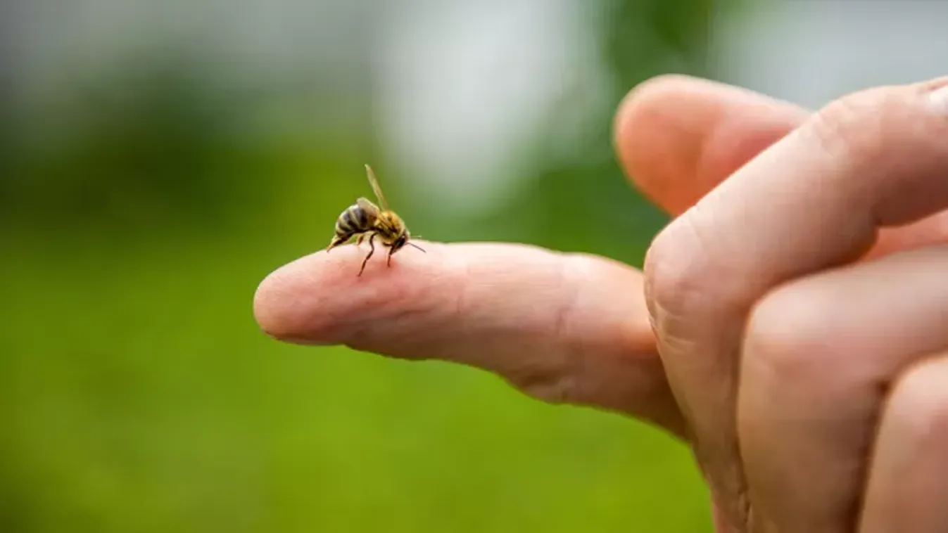 Óvakodj a méhektől: ezek a tünetek utalhatnak allergiára