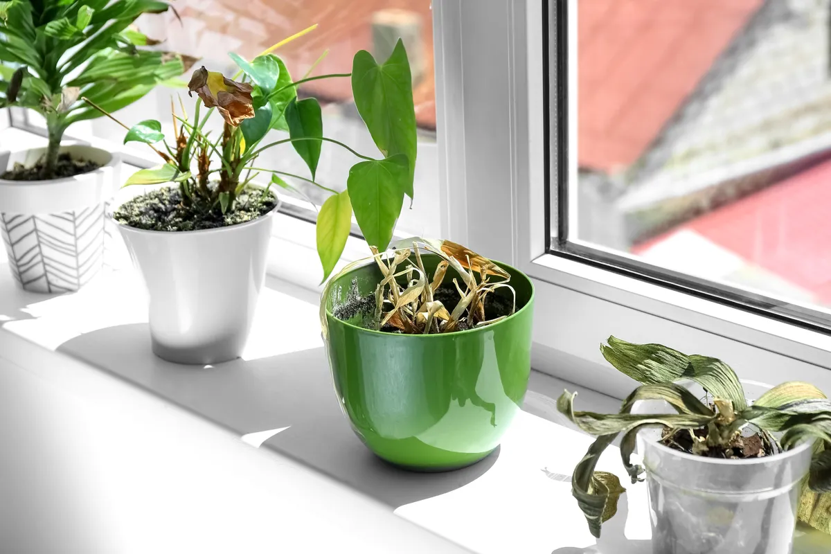 Az elszáradt szobanövények gondozása sem lehetetlen feladat.