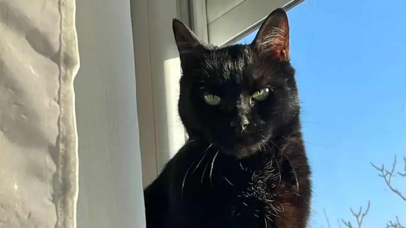 Megrázó részletek a budakeszi tűzeset kapcsán: így menekült meg a lángok közé szorult Lucifer