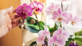 Ez a titka az egészséges és dúsan virágzó orchideának – Ha ezzel locsolod, meghálálja a szerető gondoskodást