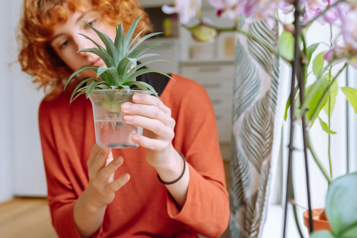 ananász vízben gyökeret eresztett