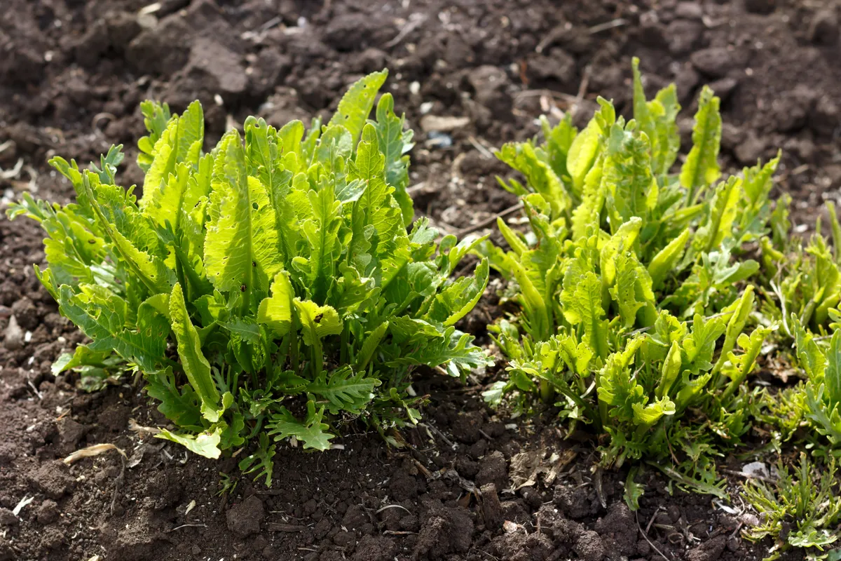 A torma ültetése napfényes, laza, jó minőségű területre ajánlott.