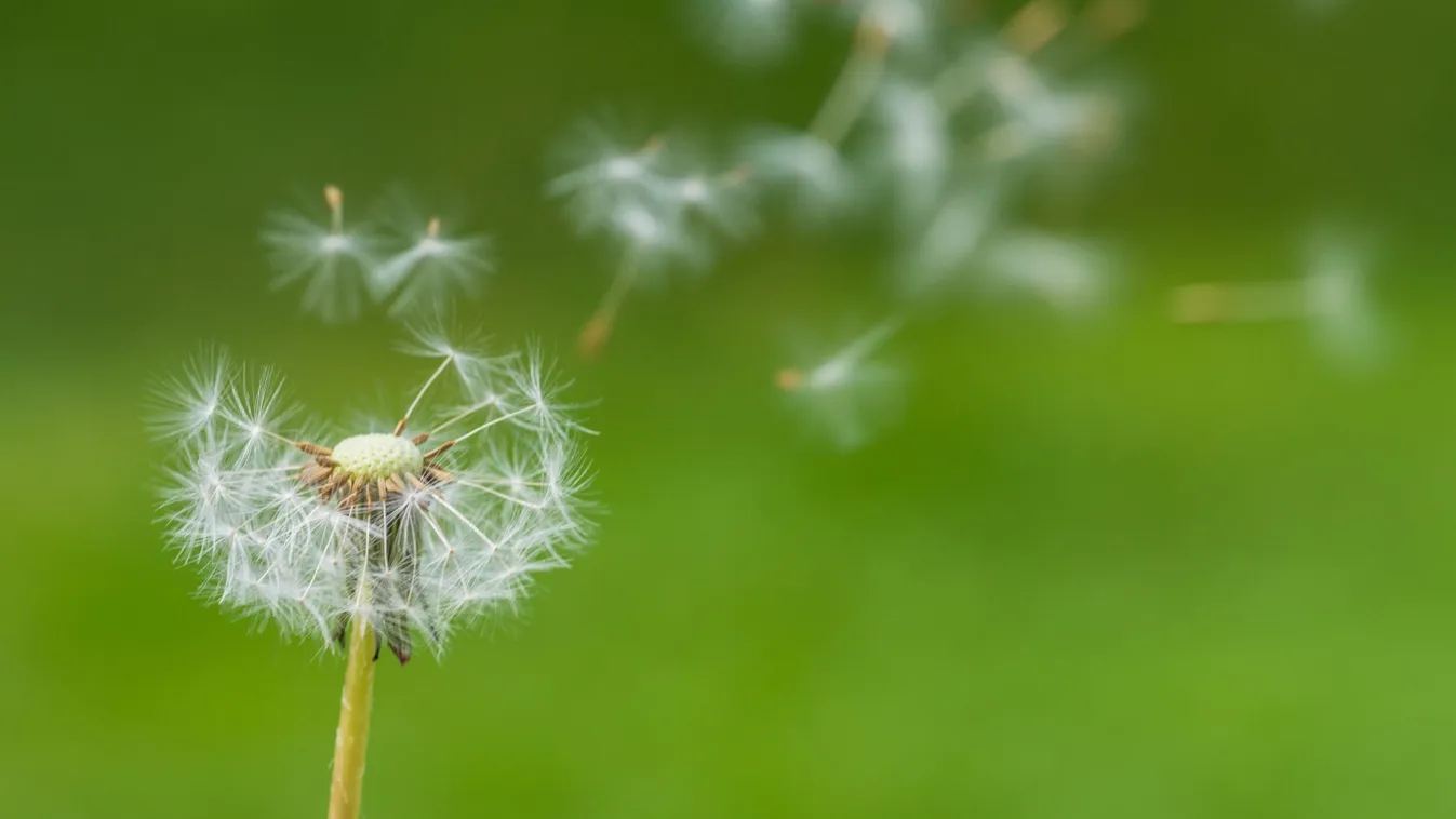 A pitypang a vágyak és kívánságok virága – így alkalmazd