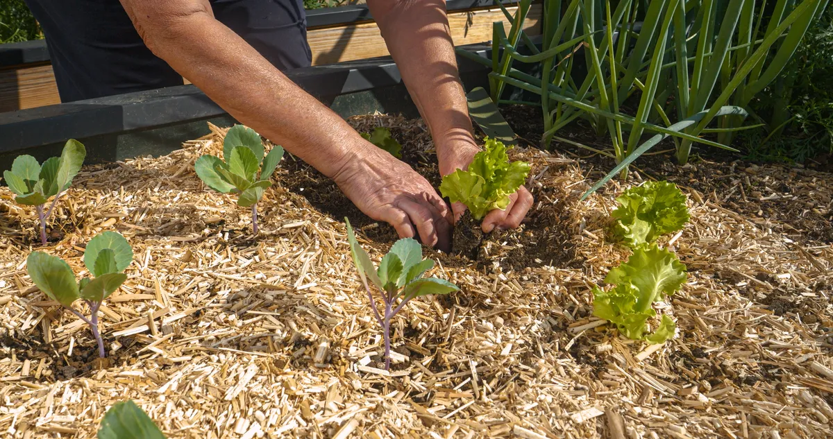 Magaságyás rétegezése utáni ültetés