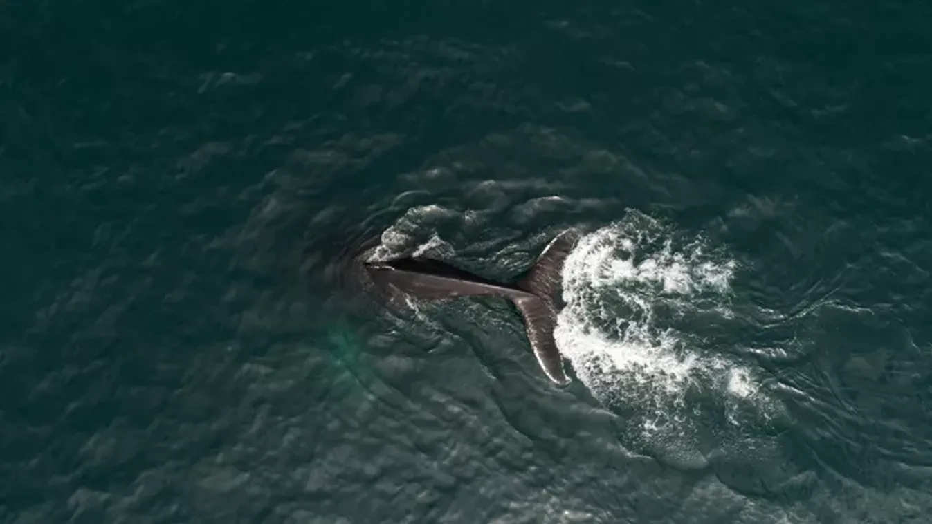 Fájdalmas jelenség aggasztja a kutatókat: rejtélyes halált halnak a szürkebálnák
