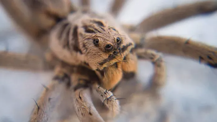 Óriási, ugró pókok lepték el Magyarországot