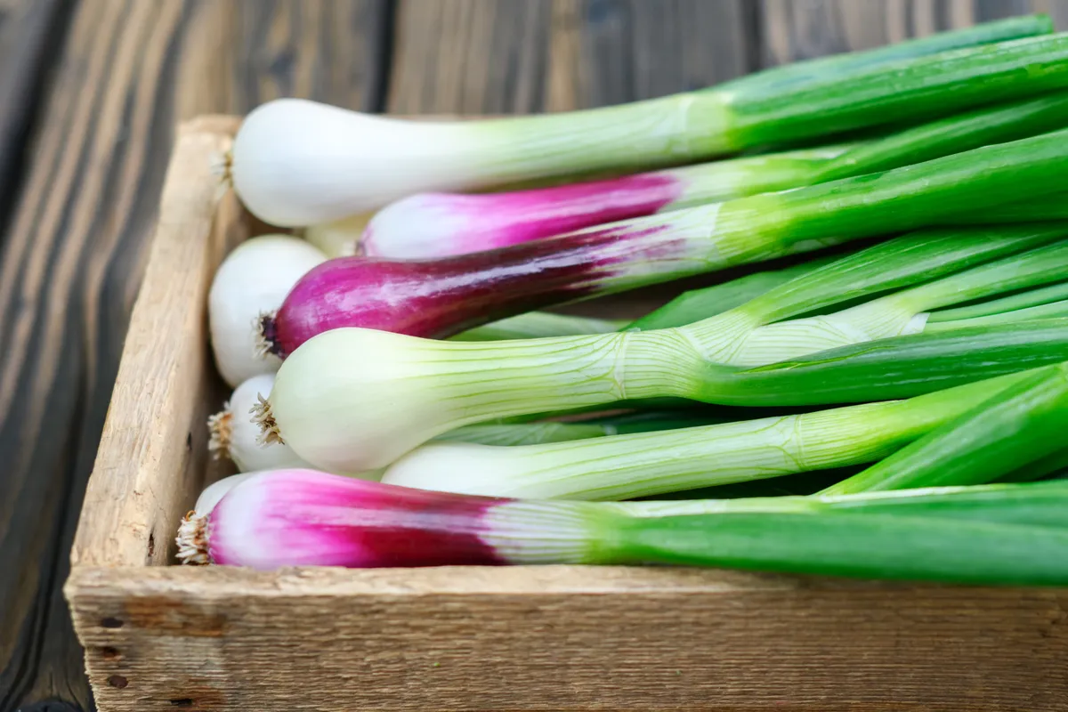 Újhagyma faládában