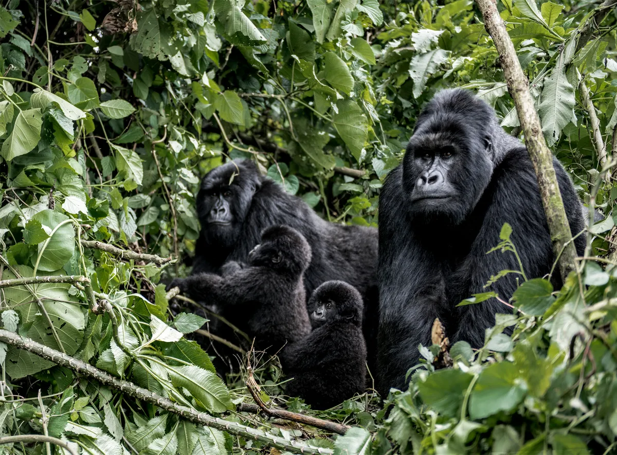 Hegyi gorillák a kongói Virunga Nemzeti Parkban.