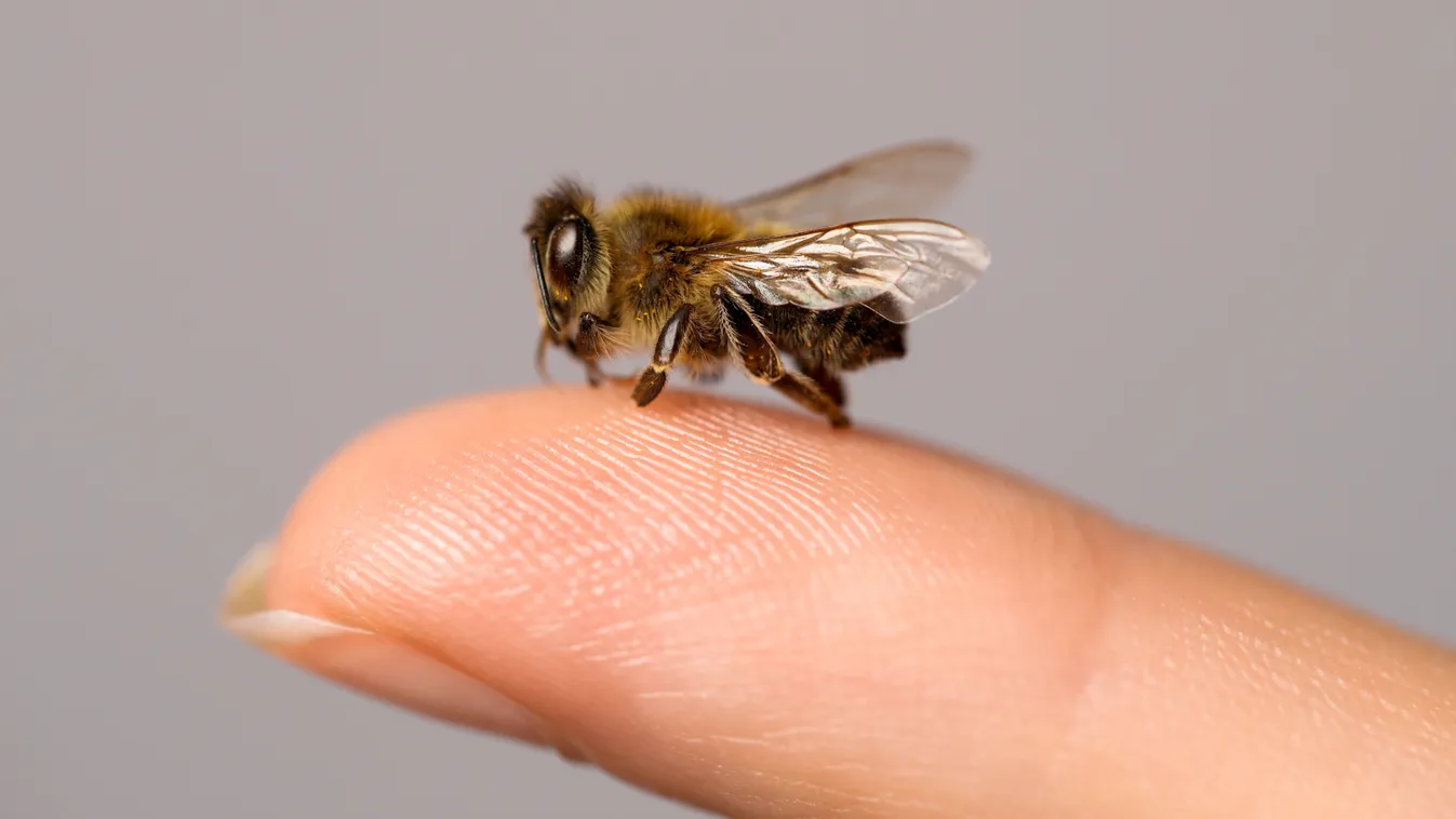 Halálos vagy életmentő? Ezt neked is tudnod kell a méhméregről