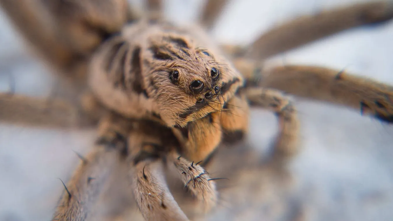 Ezek a hazai kertek mérges pókjai