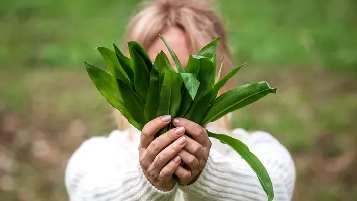 Így csináld biztonságosan a medvehagyma gyűjtését!