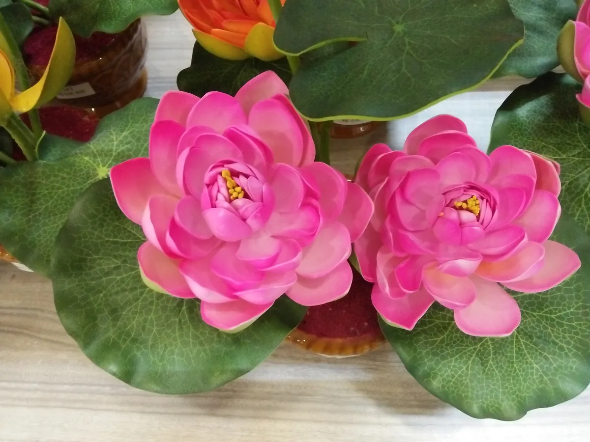 Lótuszvirág gondozása szobanövényként is történhet