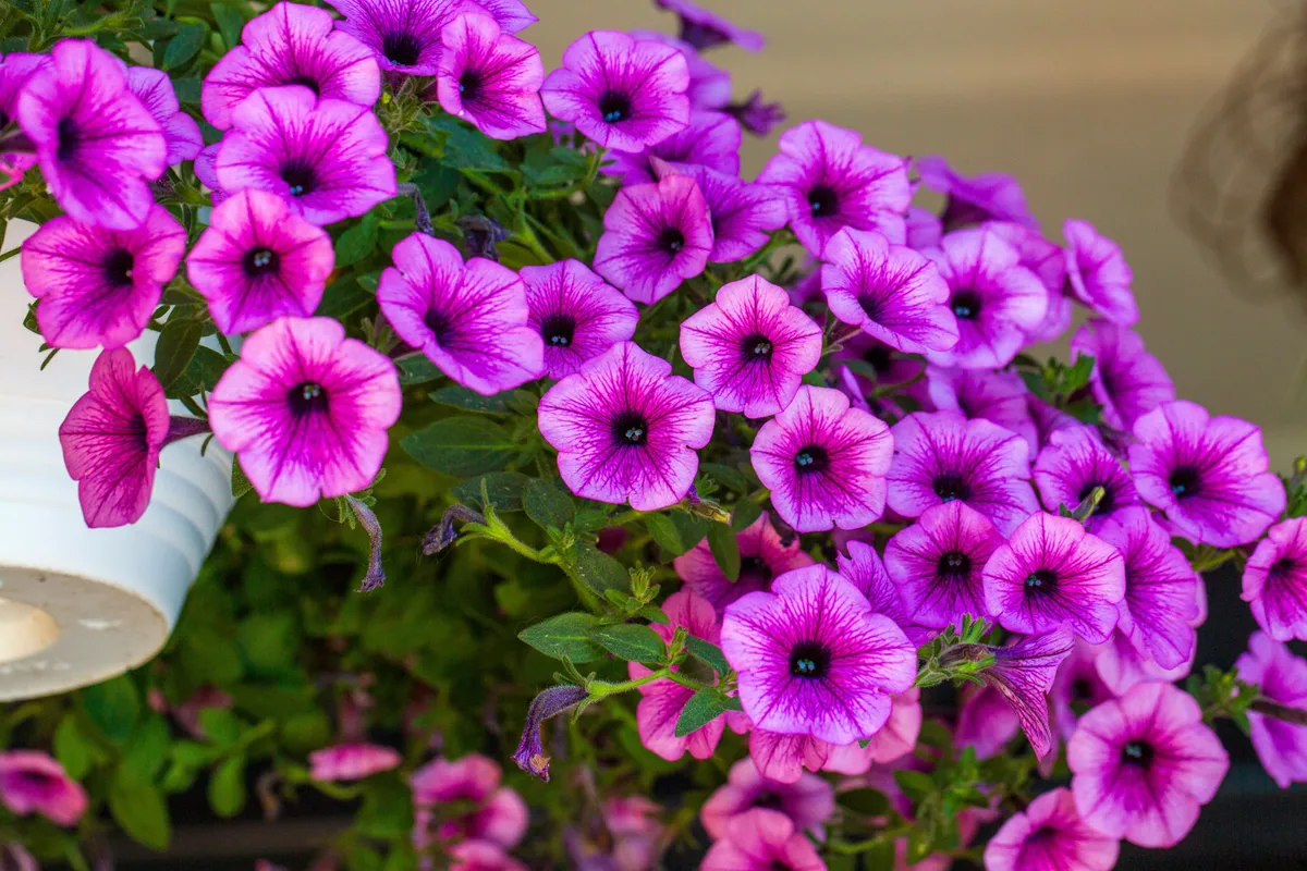 A petúnia gondozása cserépben.