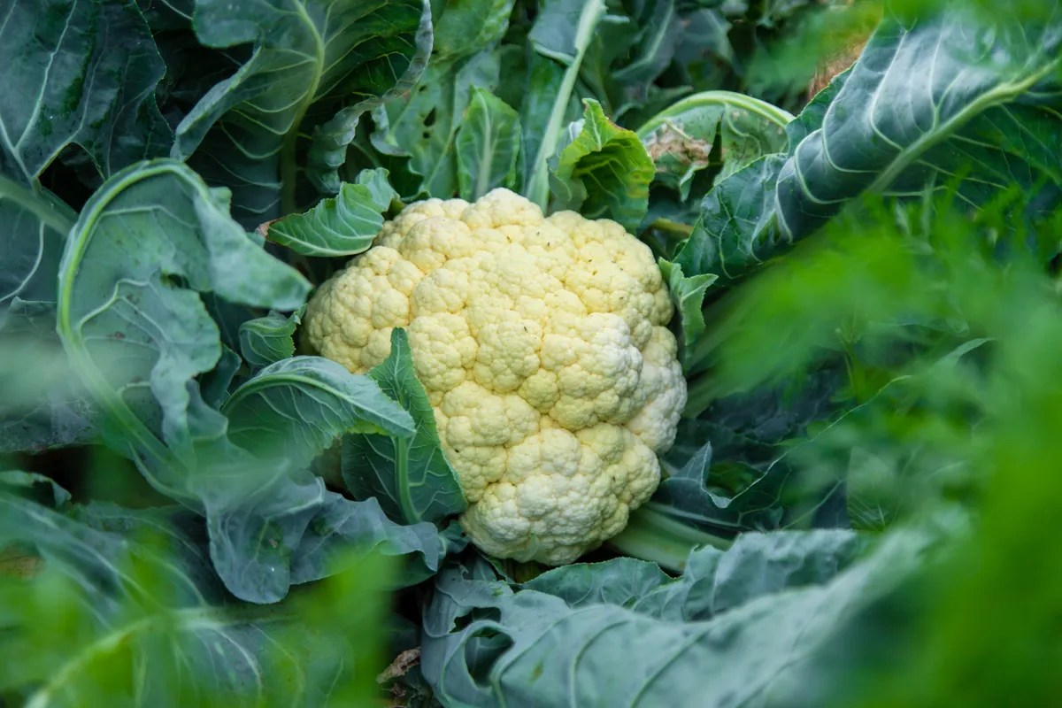 Karfiolrózsa karfiollevél receptekhez felhasználható karfiollevelek között