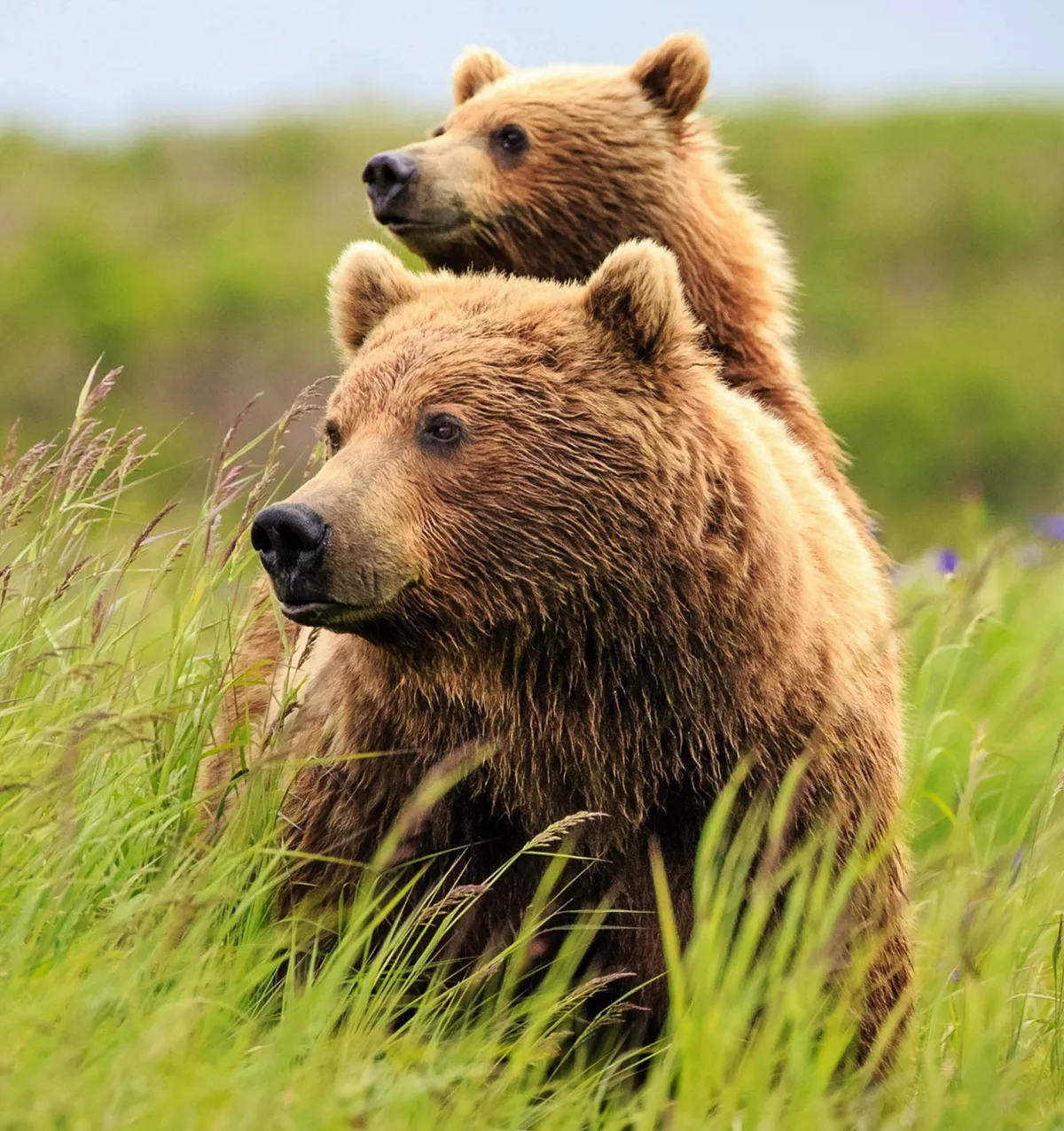 Anyamedve a bocsával.