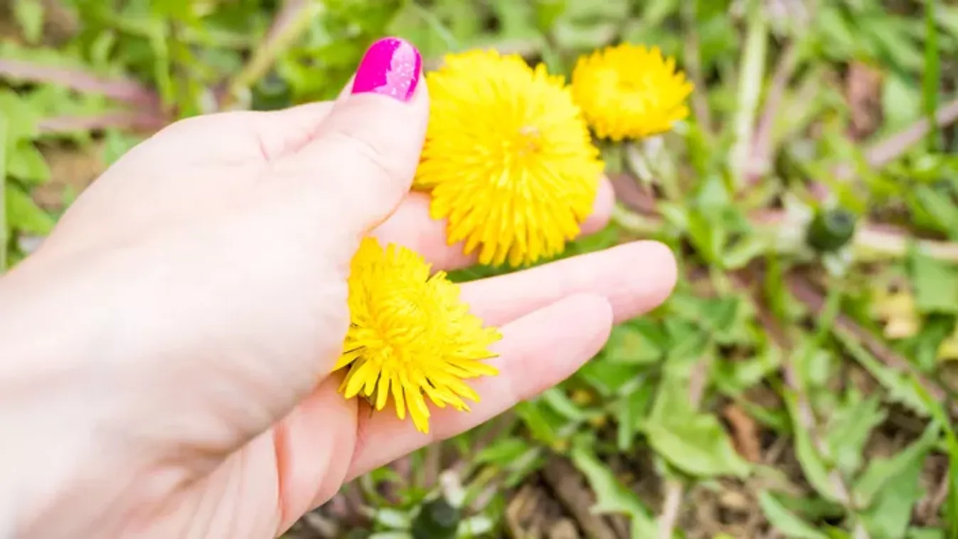 Virágzik a pitypang – gyűjts, amennyit csak bírsz, később megköszönöd magadnak