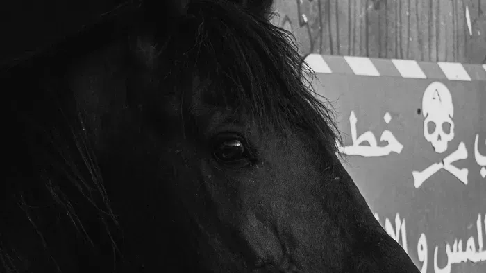 „Láttam a hullazsákokat” – saját lova tiporta el az anyát