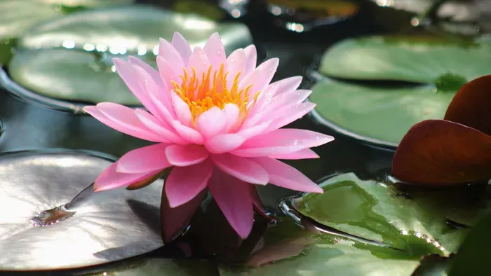 A lótuszvirág gondozása egyszerűen