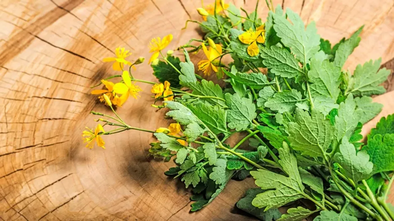 Nem csak szemölcsre jó – íme a vérehulló fecskefű gyógyhatásai