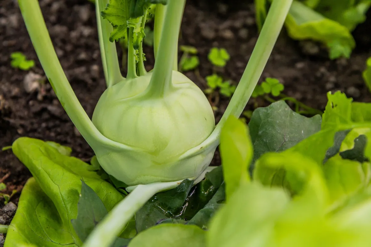 Új, zsenge karalábé