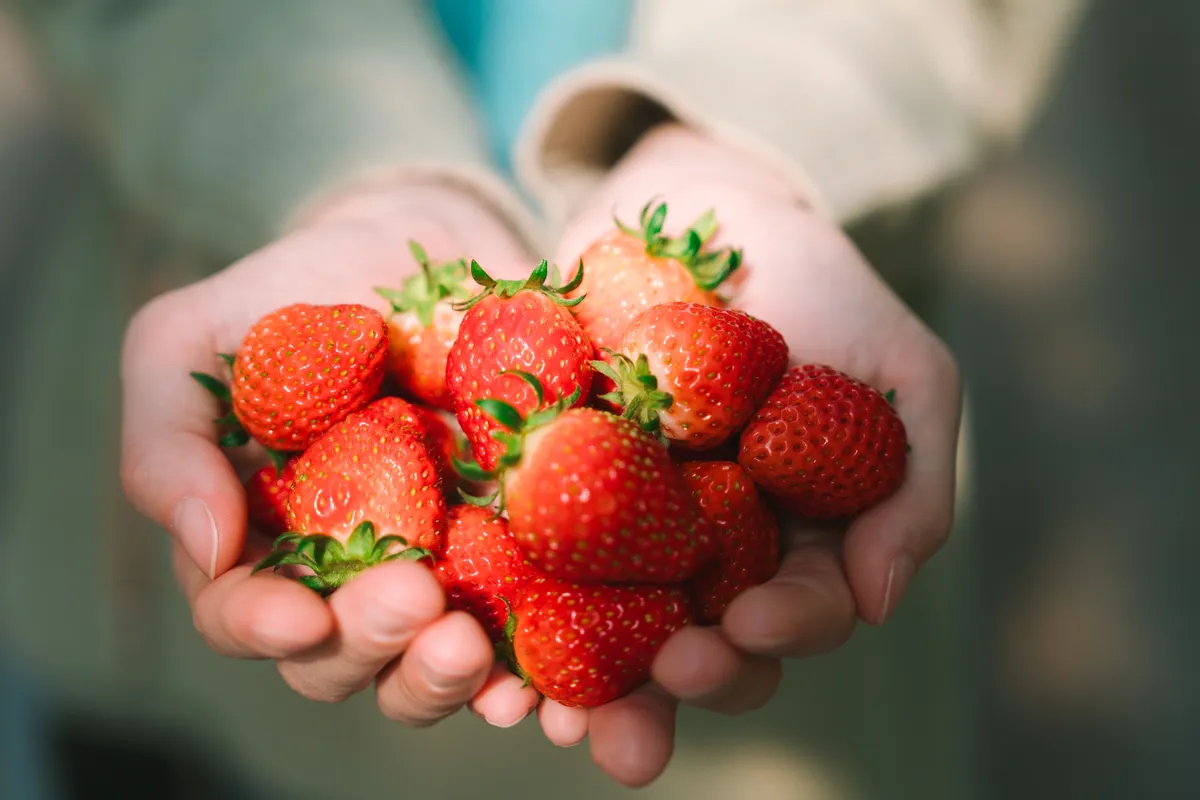 Marék eper tartása az eper hatásainak ismeretében