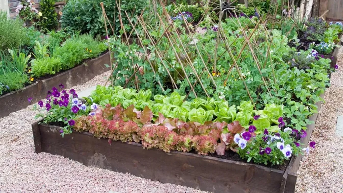 Magaságyás készítése házilag – Így lesz rekordtermésed a kertben